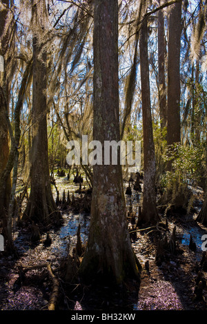 Kahle Zypresse-Sumpf bei Barataria Preserve, Marrero, Louisiana, Jean Lafitte Nationalpark Stockfoto