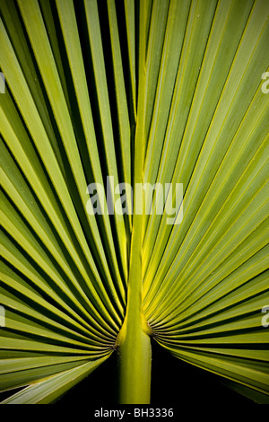 Zwerg, Palmetto, Barataria Preserve, Marrero, Louisiana, Jean Lafitte Nationalpark Stockfoto