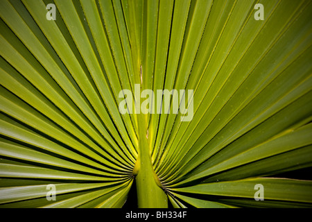 Zwerg, Palmetto, Barataria Preserve, Marrero, Louisiana, Jean Lafitte Nationalpark Stockfoto