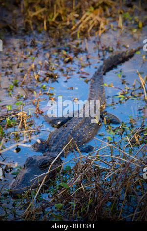Alligator am Barataria bewahren, Marrero, Louisiana, Jean Lafitte Nationalpark Stockfoto