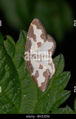 Getrübter Grenzer Moth, Lomaspilis marginata, Wales, Großbritannien. Stockfoto