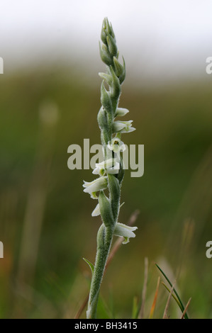 Herbst-Damen-locken (Spiranthes Spiralis) Stockfoto