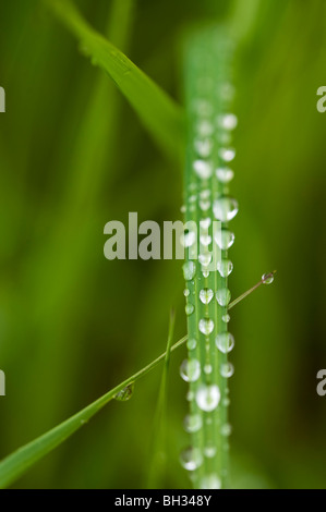 Regentropfen auf Blatt des Marsh grass, grössere Sudbury, Ontario, Kanada Stockfoto