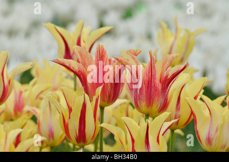 Lily-blühenden Tulpe (tulipa Mona Lisa) Stockfoto