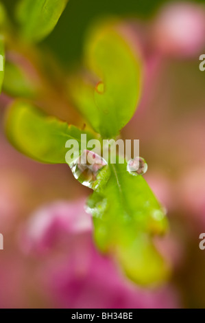 Schafe Laurel (Kalmia angustifolia) mit Regentropfen, Greater Sudbury, Ontario, Kanada Stockfoto