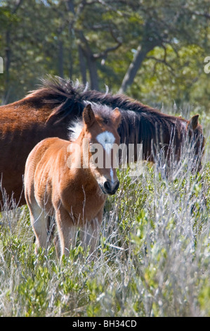 Stock Foto von Mare und sehr jungen Fohlen auf Assateague Insel. Stockfoto