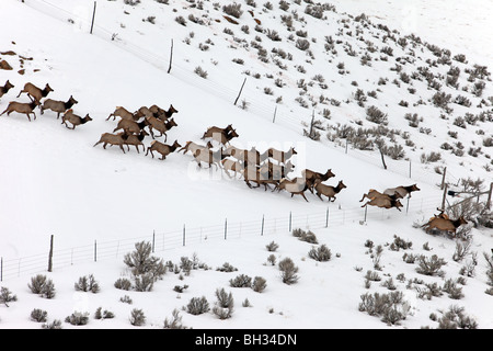 Herde von Elk laufen auf einem Berg und Beifuß in zentrale Utah während des Winters. Springen Sie, Zaun und verliebt sich in Führung. Stockfoto