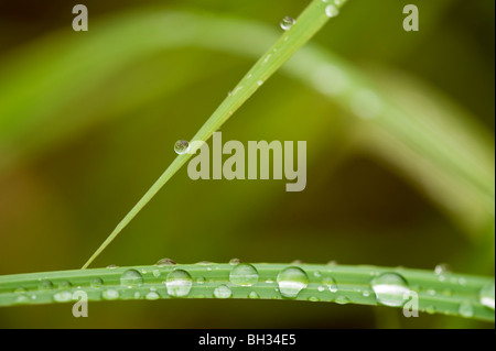 Regentropfen auf Blatt des Marsh grass, grössere Sudbury, Ontario, Kanada Stockfoto