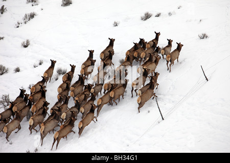 Herde von Elk laufen an einem Berghang in zentrale Utah während des Winters. Kälte, Schnee und Eis bei hellem Wetter. Stockfoto