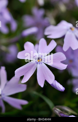 Moss Phlox (Phlox subulata 'Emerald Cushion Blue') Stockfoto