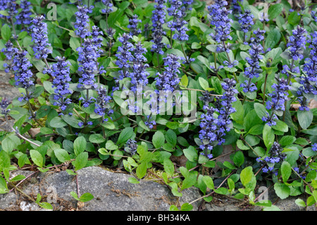 Teppich bugle (Ajuga reptans) Stockfoto