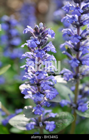 Teppich bugle (Ajuga reptans) Stockfoto