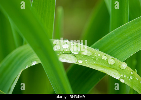 Regentropfen auf hängende Blätter der blauen Flagge (Iris versicolor) am Rand der Biber Teich, Sudbury, Ontario, Kanada Stockfoto