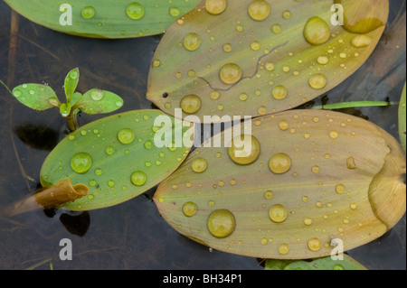 Wasserschild (Brasenia Schreberi) Regentropfen auf schwimmenden Blätter, Greater Sudbury, Ontario, Kanada Stockfoto