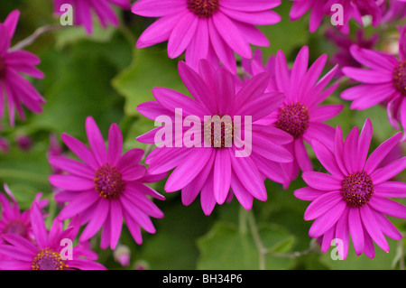 Zinerarie (pericallis senetti Magenta) Stockfoto