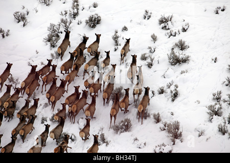 Herde von Elk laufen auf einem Berghang und Beifuß in zentrale Utah während des Winters. Kälte, Schnee und Eis bei hellem Wetter. Stockfoto