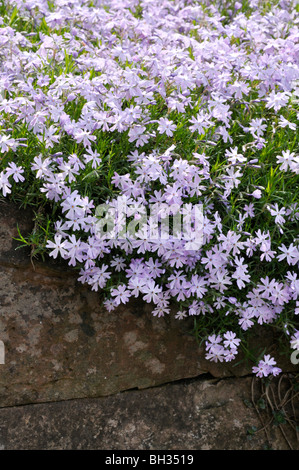 Moss Phlox (Phlox subulata 'Emerald Cushion Blue') Stockfoto