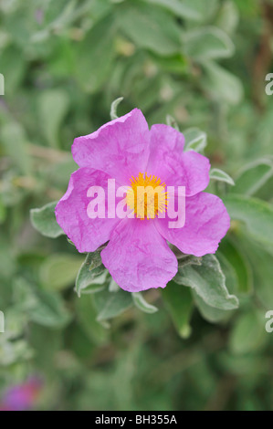 Rock Rose (Cistus albidus) Stockfoto