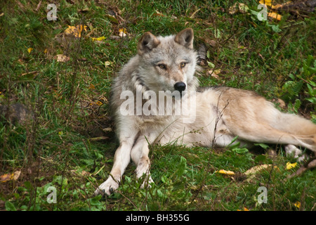Grauer Wolf (Canis Iupus spp.), wie in der nördlichen Hemisphäre Kanada Nordamerika gesehen Stockfoto