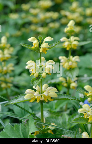 Gelbe Erzengel (Lamium galeobdolon 'florentinum' syn. lamiastrum galeobdolon 'florentinum') Stockfoto