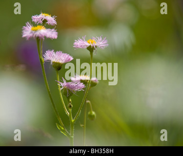 Gemeinsame oder Philadelphia Berufkraut (Erigeron Philadelphicus) Greater Sudbury, Ontario, Kanada Stockfoto