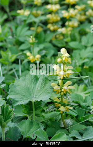 Gelbe Erzengel (Lamium galeobdolon 'florentinum' syn. lamiastrum galeobdolon 'florentinum') Stockfoto