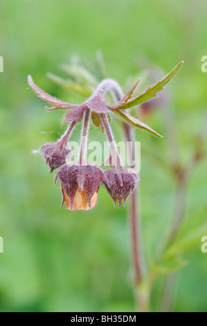 Wasser avens (geum Rivale) Stockfoto