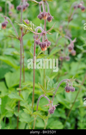 Wasser avens (geum Rivale) Stockfoto