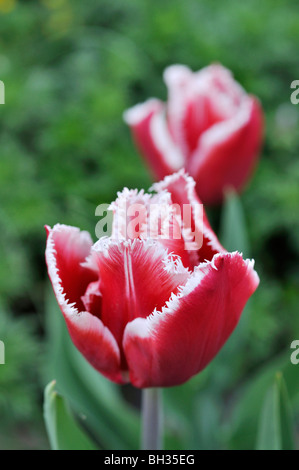 Gefranste Tulpe (tulipa Canasta) Stockfoto
