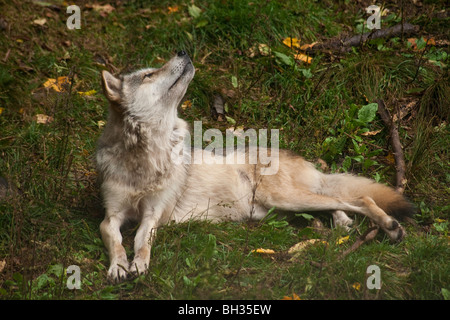 Grauer Wolf (Canis Iupus spp.), wie in der nördlichen Hemisphäre Kanada Nordamerika gesehen Stockfoto