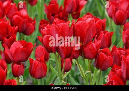 Multiflowering Tulpe (Tulipa rot Georgette) Stockfoto