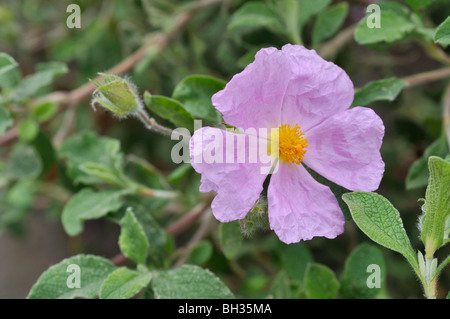 Kretische Rock Rose (Cistus Creticus) Stockfoto