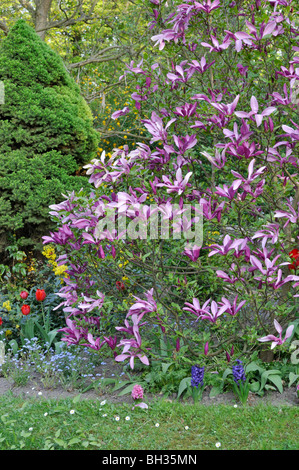 Lily Magnolia (Magnolia liliiflora 'Nigra') Stockfoto