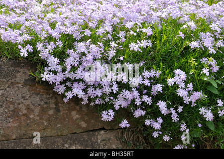 Moss Phlox (Phlox subulata 'Emerald Cushion Blue') Stockfoto