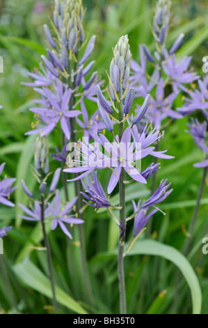 Großen Camas (Camassia Leichtlinii), blaue Camassia, Frühlingsblumen