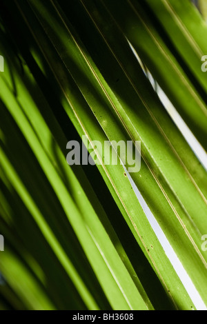 Nahaufnahme von Baum Palmwedel Stockfoto
