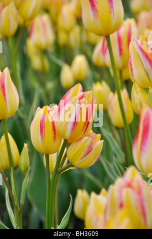 Multiflowering Tulpe (tulipa Georgette) Stockfoto