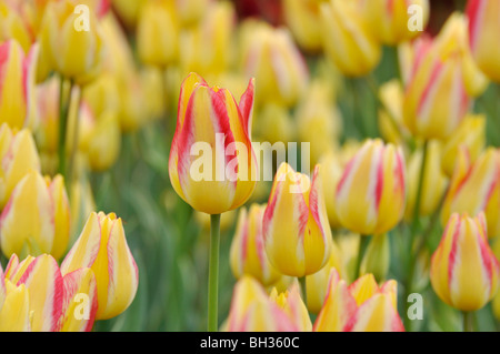 Multiflowering Tulpe (tulipa Georgette) Stockfoto