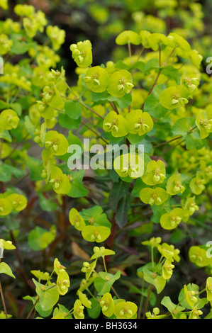 Holz Wolfsmilch (Euphorbia amygdaloides 'Purpurea') Stockfoto