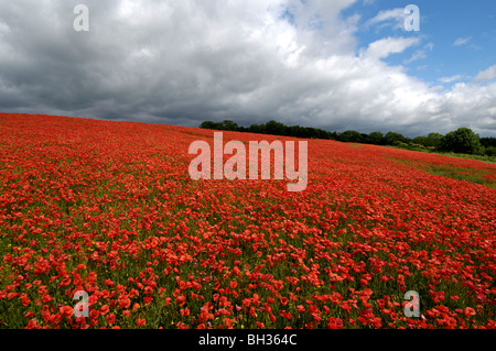 Mohnfeld in der Nähe von Hampshire Dorf Titchborne, Hampshire, England, UK. Stockfoto