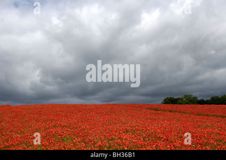 Mohnfeld in der Nähe von Hampshire Dorf Titchborne, Hampshire, England, UK. Stockfoto