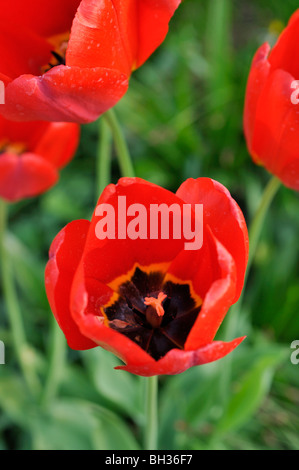 Darwin Tulpe (tulipa Apeldoorn) Stockfoto