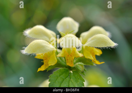 Gelbe Erzengel (Lamium galeobdolon 'florentinum' syn. lamiastrum galeobdolon 'florentinum') Stockfoto