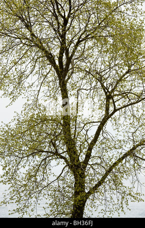 Emerging Laub im Zittern Aspen (Populus tremuloides) Baum am Ufer des Lake Huron, Killarney, Ontario, Stockfoto