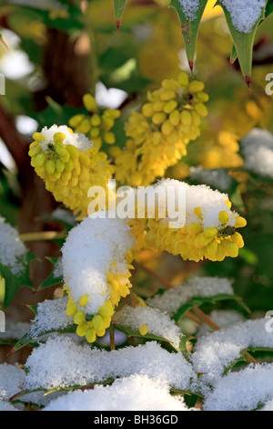 Schneebedeckte Mahonia Blumen in Yorkshire, Großbritannien Stockfoto