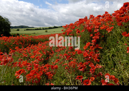 Mohnfeld in der Nähe von Hampshire Dorf Titchborne, Hampshire, England, UK. Stockfoto