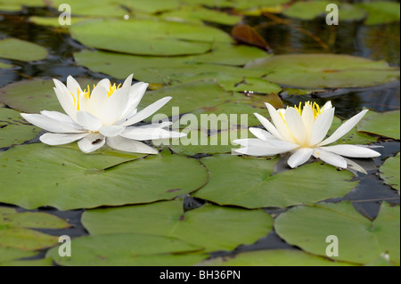 Duftende weiße Seerose (Nymphaea Odorata), Cartier, Ontario, Kanada Stockfoto