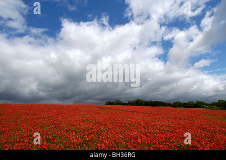 Mohnfeld in der Nähe von Hampshire Dorf Titchborne, Hampshire, England, UK. Stockfoto