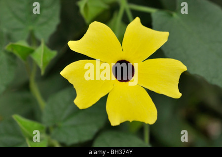 Black-Eyed Susan (thunbergia Alata) Stockfoto