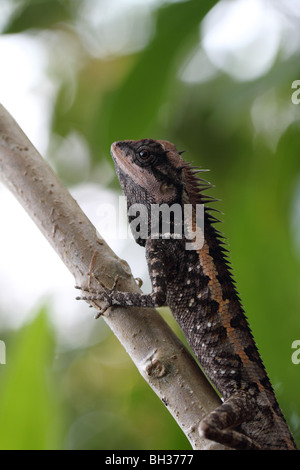 Emma Gray Forest Lizard (Calotes Emma) Stockfoto